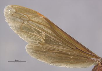 Media type: image;   Entomology 36002 Aspect: wing